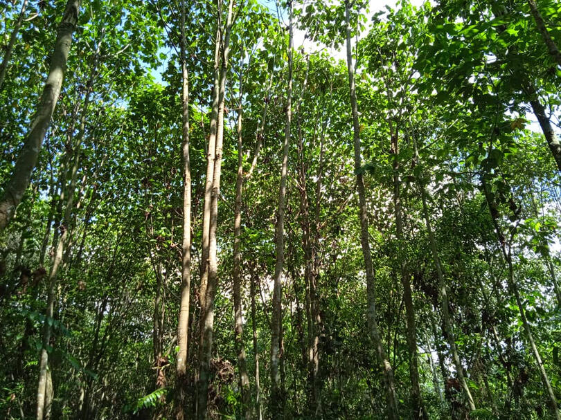 Langat kuala hutan simpan Selangor State